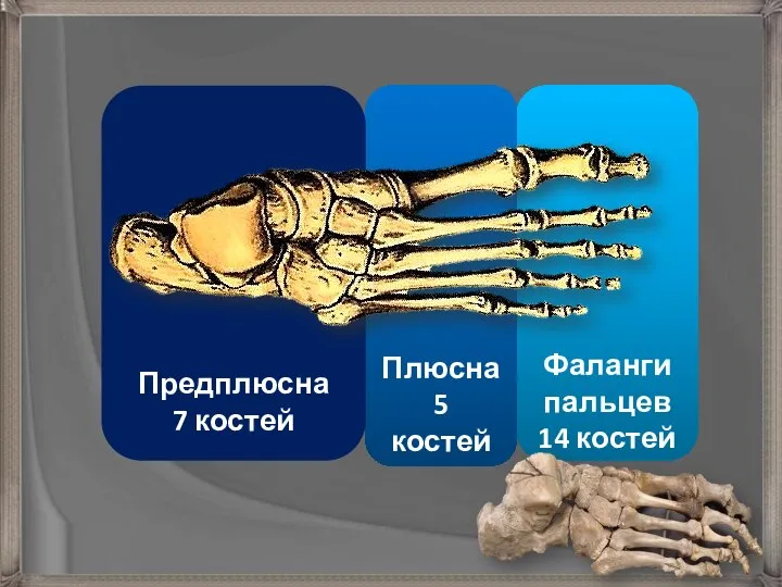 Фаланги пальцев 14 костей Плюсна 5 костей Предплюсна 7 костей