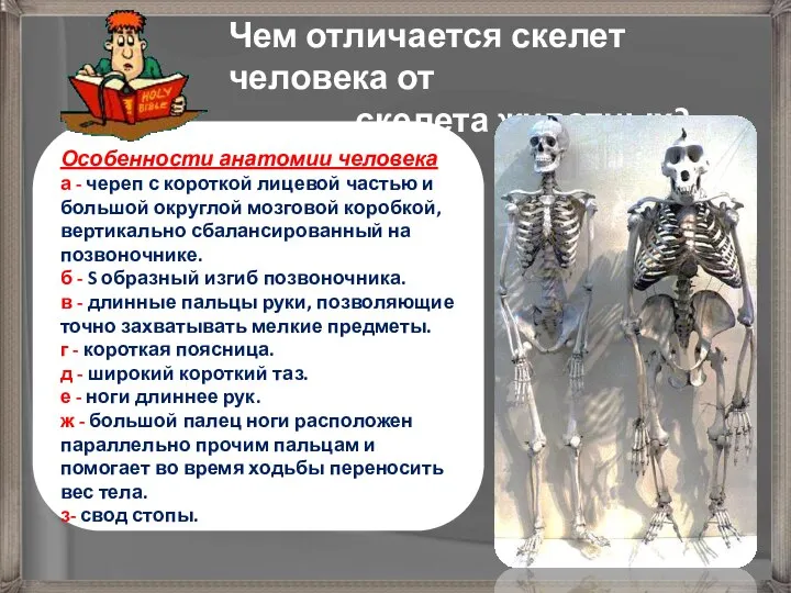 Чем отличается скелет человека от скелета животных? Особенности анатомии человека а -