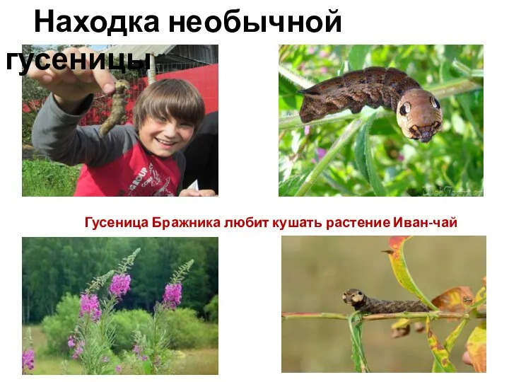 Находка необычной гусеницы Гусеница Бражника любит кушать растение Иван-чай