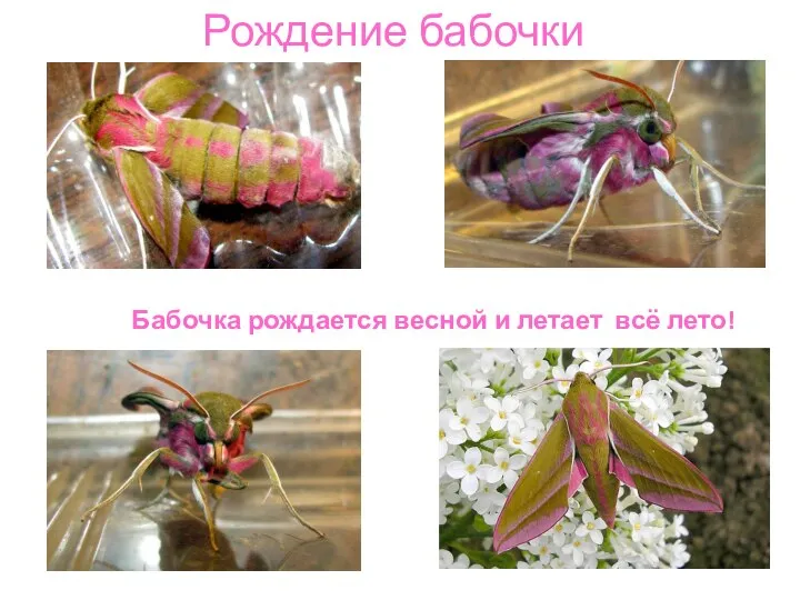 Рождение бабочки Бабочка рождается весной и летает всё лето!