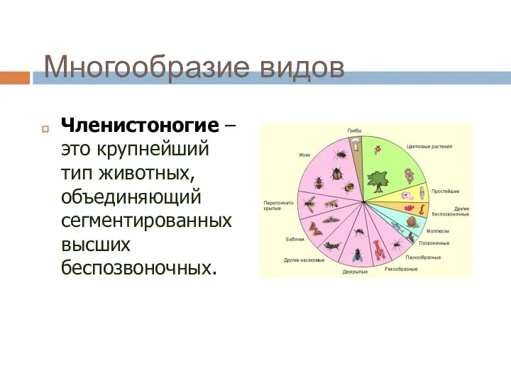 Многообразие видов Членистоногие – это крупнейший тип животных, объединяющий сегментированных высших беспозвоночных.