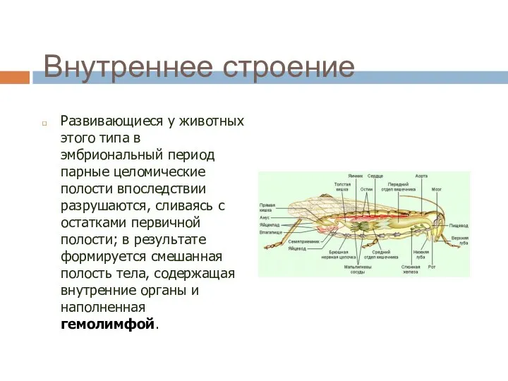 Внутреннее строение Развивающиеся у животных этого типа в эмбриональный период парные целомические