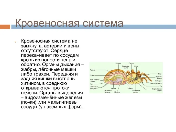 Кровеносная система Кровеносная система не замкнута, артерии и вены отсутствуют. Сердце перекачивает