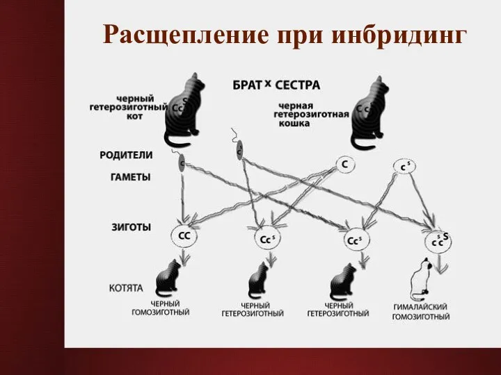 Расщепление при инбридинг