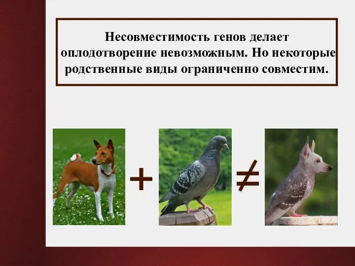 + = Несовместимость генов делает оплодотворение невозможным. Но некоторые родственные виды ограниченно совместим.