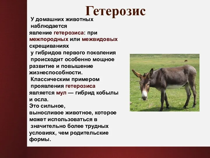 Гетерозис У домашних животных наблюдается явление гетерозиса: при межпородных или межвидовых скрещиваниях