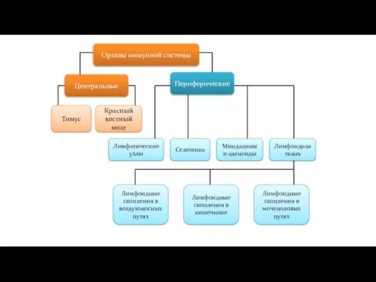 Органы иммунной системы Центральные Периферические Тимус Красный костный мозг Лимфатические узлы Селезенка
