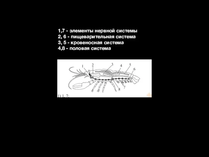 1,7 - элементы нервной системы 2, 6 - пищеварительная система 3, 5