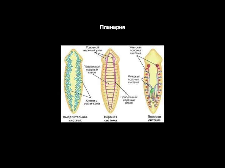 Планария