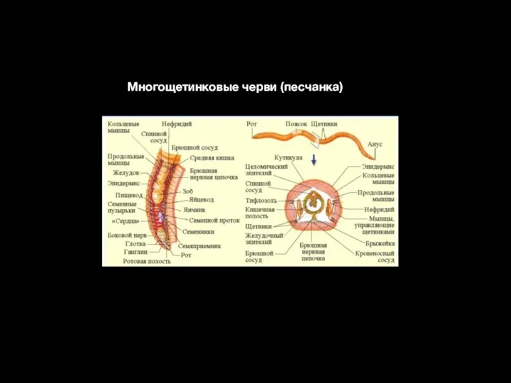 Многощетинковые черви (песчанка)