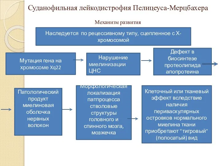 Суданофильная лейкодистрофия Пелицеуса-Мерцбахера Механизм развития Наследуется по рецессивному типу, сцепленное с Х-хромосомой