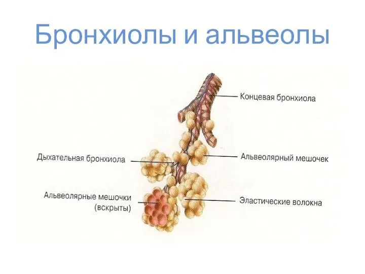 Бронхиолы и альвеолы