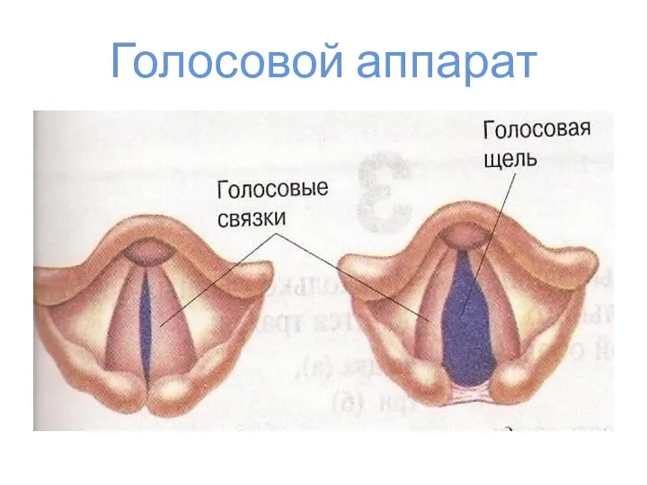 Голосовой аппарат