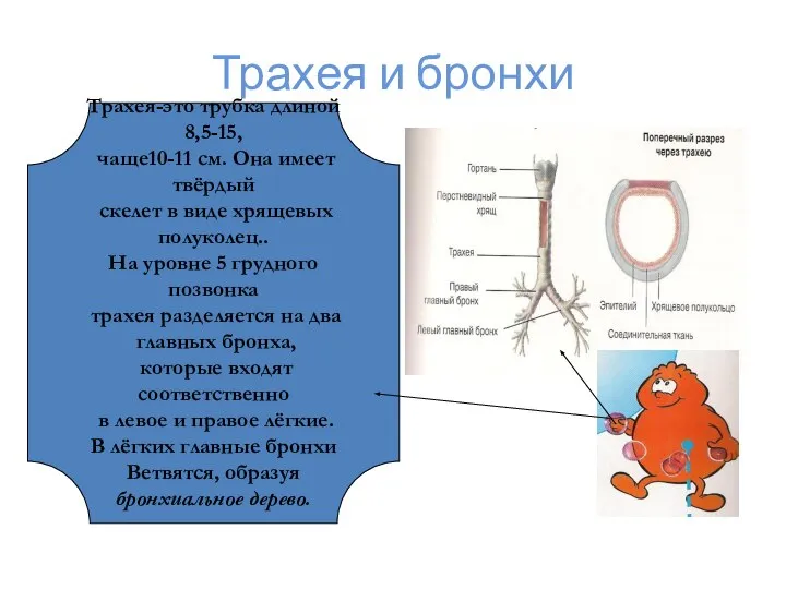 Трахея и бронхи Трахея-это трубка длиной 8,5-15, чаще10-11 см. Она имеет твёрдый