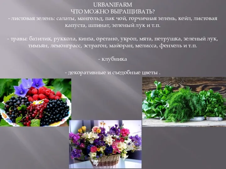 URBANIFARM ЧТО МОЖНО ВЫРАЩИВАТЬ? - листовая зелень: салаты, мангольд, пак чой, горчичная