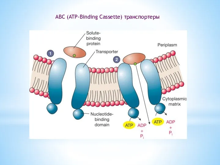 АВС (ATP-Binding Cassette) транспортеры