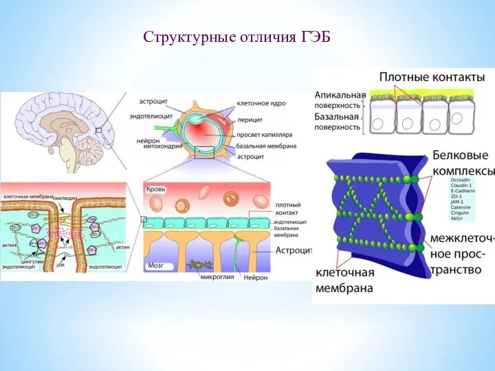 Структурные отличия ГЭБ