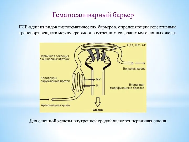 Гематосаливарный барьер ГСБ-один из видов гистогематических барьеров, определяющий селективный транспорт веществ между