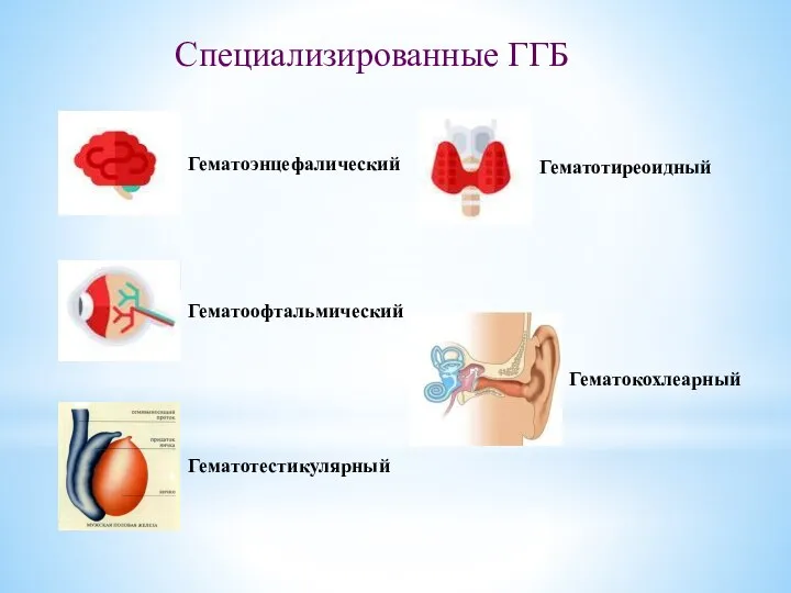 Специализированные ГГБ Гематоэнцефалический Гематоофтальмический Гематотиреоидный Гематотестикулярный Гематокохлеарный