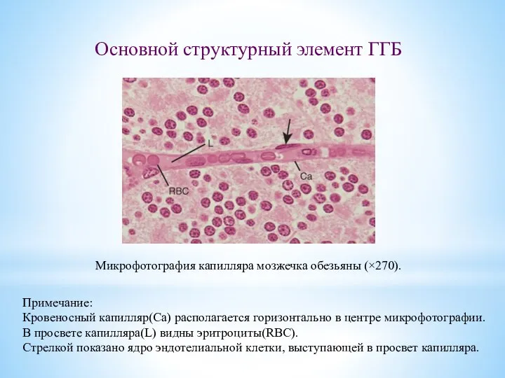 Основной структурный элемент ГГБ Микрофотография капилляра мозжечка обезьяны (×270). Примечание: Кровеносный капилляр(Са)