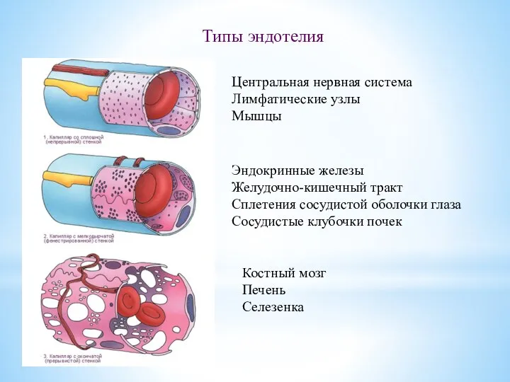 Типы эндотелия Центральная нервная система Лимфатические узлы Мышцы Эндокринные железы Желудочно-кишечный тракт
