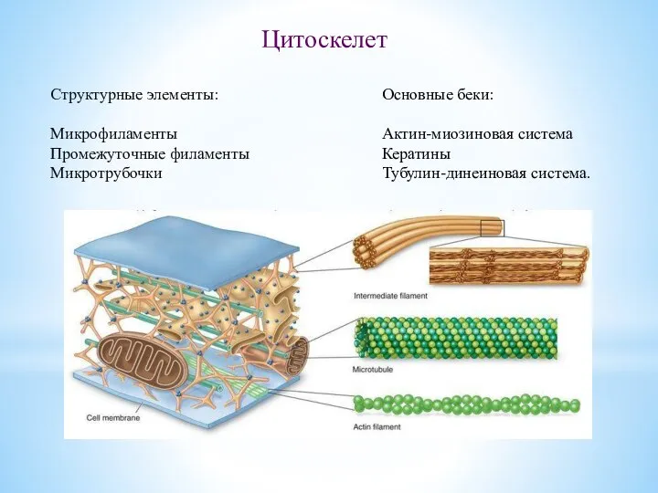 Цитоскелет Структурные элементы: Микрофиламенты Промежуточные филаменты Микротрубочки Основные беки: Актин-миозиновая система Кератины Тубулин-динеиновая система.