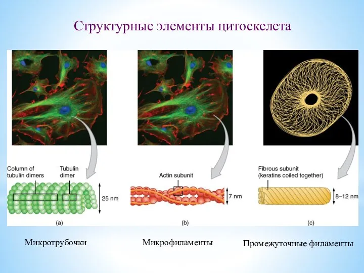 Структурные элементы цитоскелета Микротрубочки Микрофиламенты Промежуточные филаменты