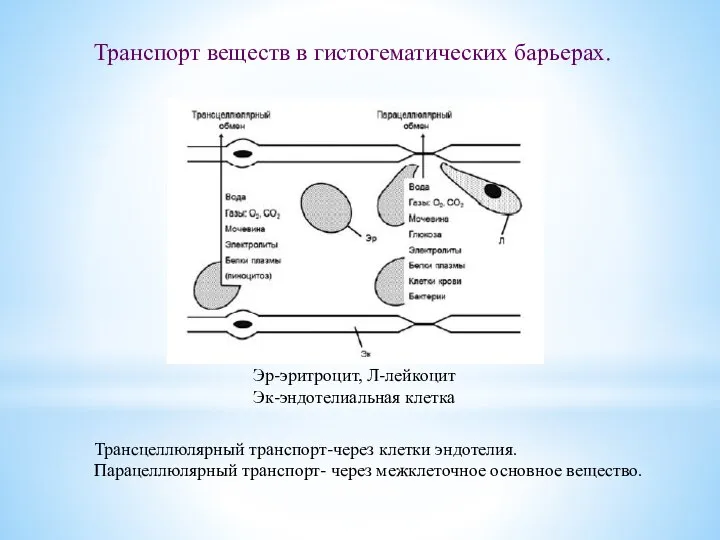 Транспорт веществ в гистогематических барьерах. Трансцеллюлярный транспорт-через клетки эндотелия. Парацеллюлярный транспорт- через