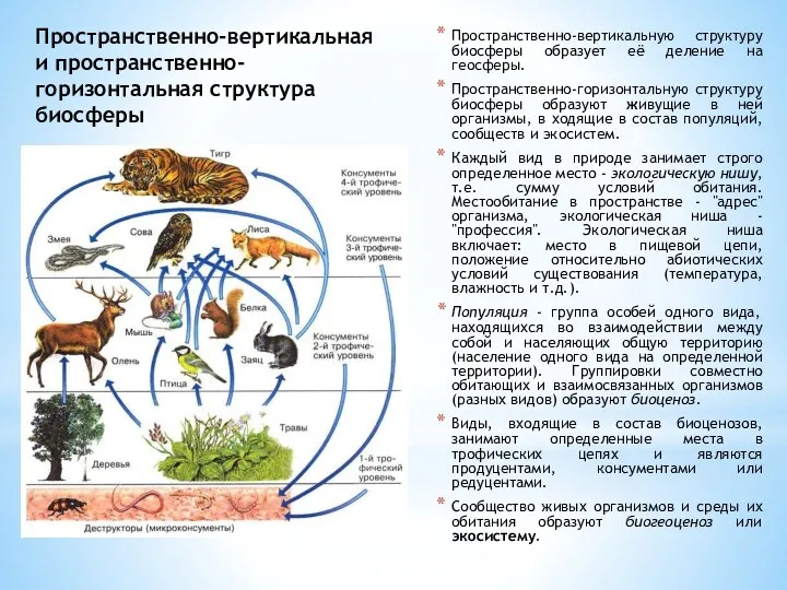 Пространственно-вертикальная и пространственно-горизонтальная структура биосферы Пространственно-вертикальную структуру биосферы образует её деление на