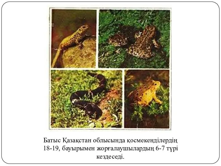 Батыс Қазақстан облысында қосмекенділердің 18-19, бауырымен жорғалаушылардың 6-7 түрі кездеседі.