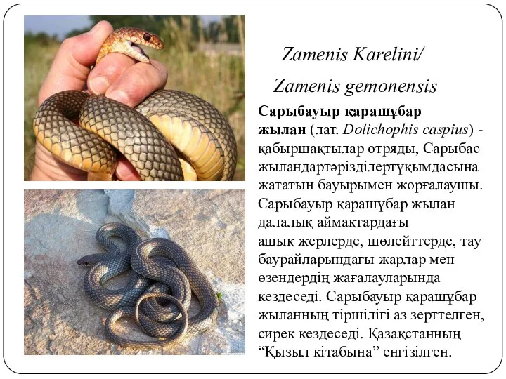 Zamenis Karelini/ Zamenis gemonensis Сарыбауыр қарашұбар жылан (лат. Dolichophis caspius) -қабыршақтылар отряды,