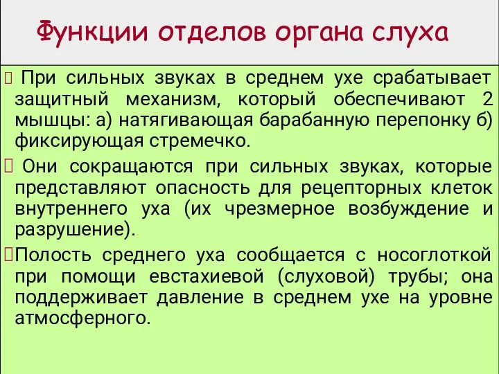 Функции отделов органа слуха При сильных звуках в среднем ухе срабатывает защитный