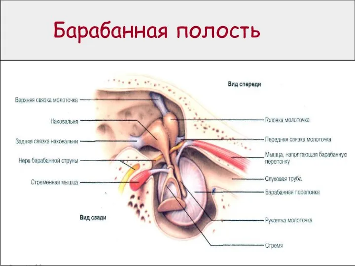 Барабанная полость