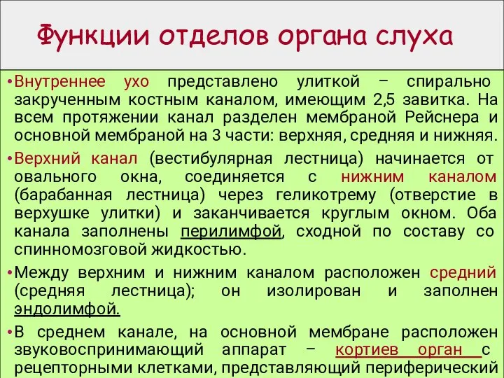 Функции отделов органа слуха Внутреннее ухо представлено улиткой – спирально закрученным костным