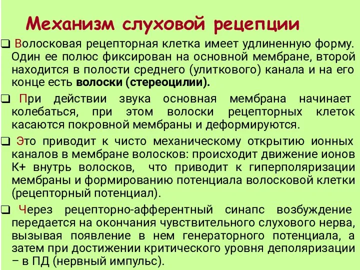 Механизм слуховой рецепции Волосковая рецепторная клетка имеет удлиненную форму. Один ее полюс