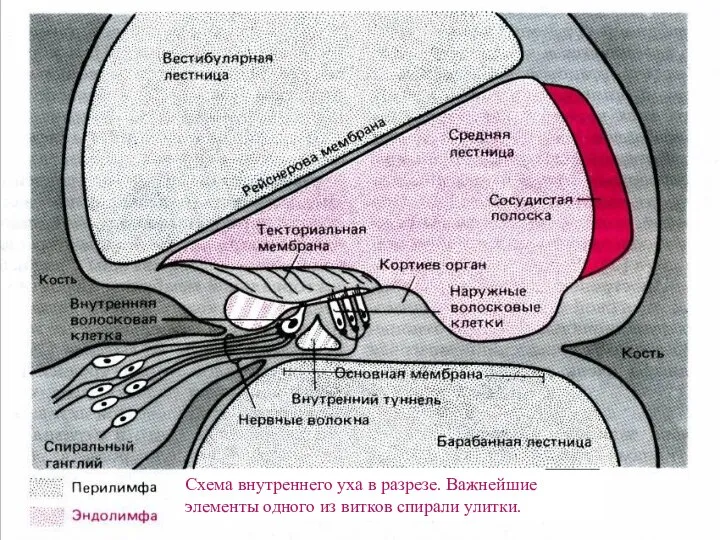 Схема внутреннего уха в разрезе. Важнейшие элементы одного из витков спирали улитки.