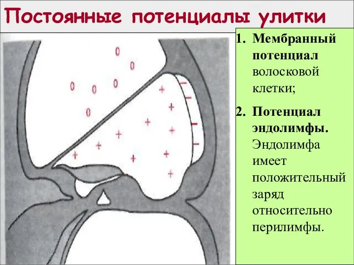 Постоянные потенциалы улитки Мембранный потенциал волосковой клетки; Потенциал эндолимфы. Эндолимфа имеет положительный заряд относительно перилимфы.