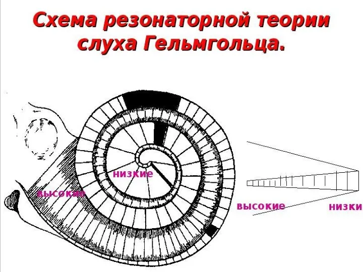 Резонаторная теорияявления в улитке