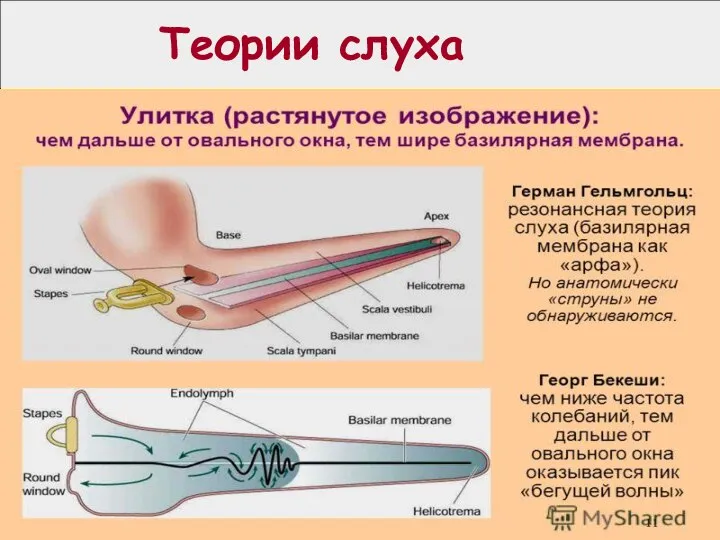 Теории слуха