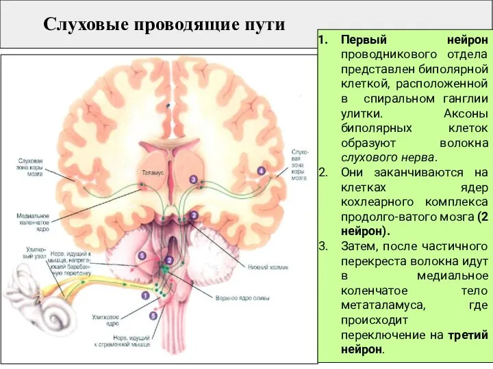 Слуховые проводящие пути Первый нейрон проводникового отдела представлен биполярной клеткой, расположенной в