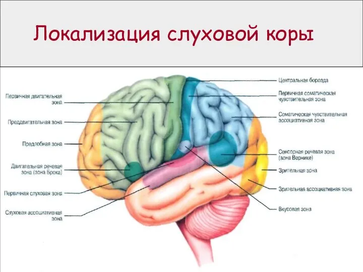 Локализация слуховой коры