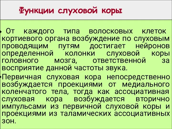 Функции слуховой коры От каждого типа волосковых клеток кортиевого органа возбуждение по