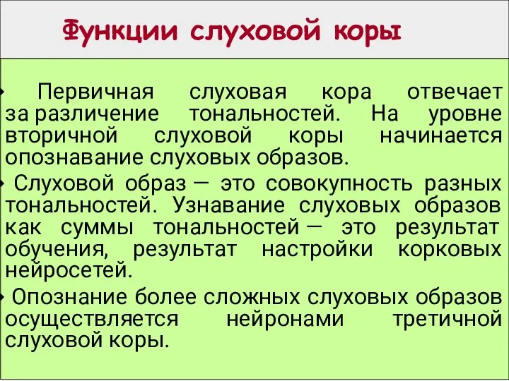 Функции слуховой коры Первичная слуховая кора отвечает за различение тональностей. На уровне