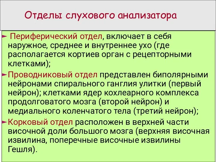 Отделы слухового анализатора Периферический отдел, включает в себя наружное, среднее и внутреннее