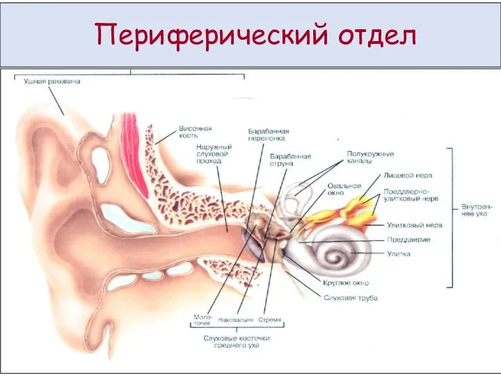 Периферический отдел