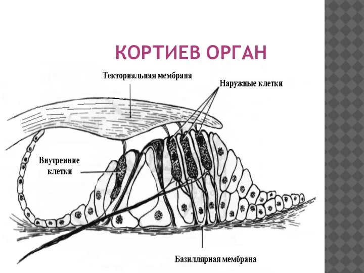 КОРТИЕВ ОРГАН