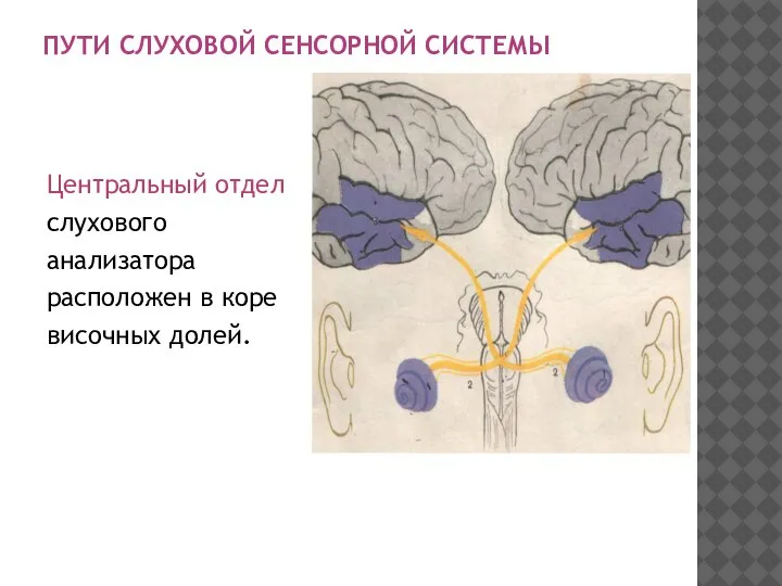 ПУТИ СЛУХОВОЙ СЕНСОРНОЙ СИСТЕМЫ Центральный отдел cлухового анализатора расположен в коре височных долей.