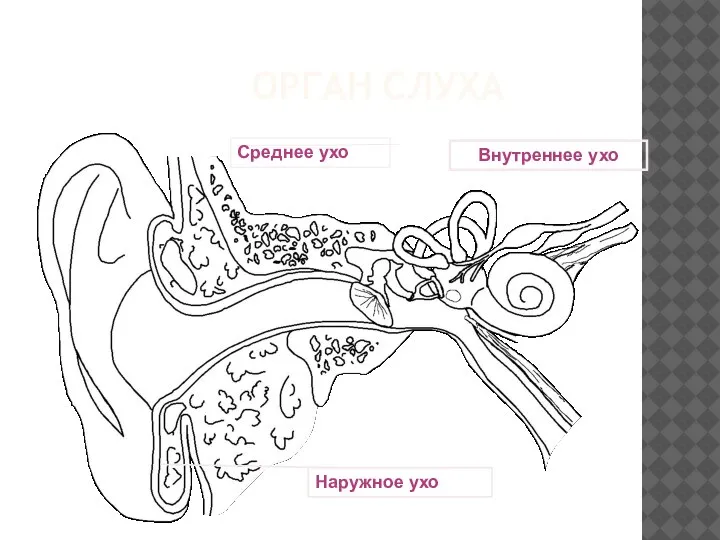 ОРГАН СЛУХА Наружное ухо Среднее ухо Внутреннее ухо