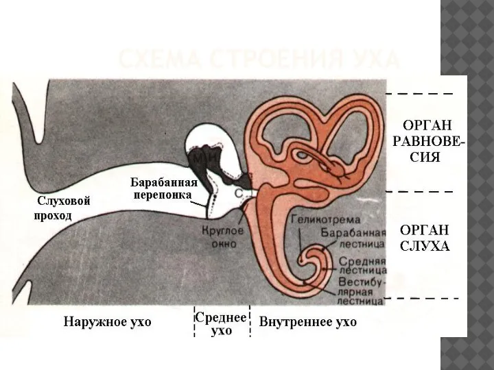 СХЕМА СТРОЕНИЯ УХА