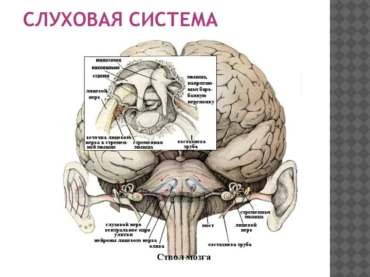 СЛУХОВАЯ СИСТЕМА